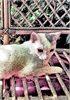 gata0017