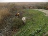 tn__C056266